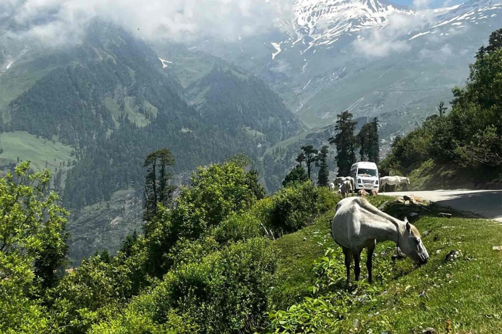 Horse, white horse, horse in mountains, mountains,